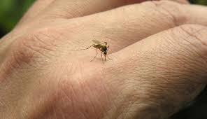المىلاريا تنتقل من البعوض