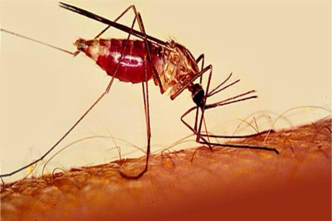 ما لاتعرفه عن الملاريا