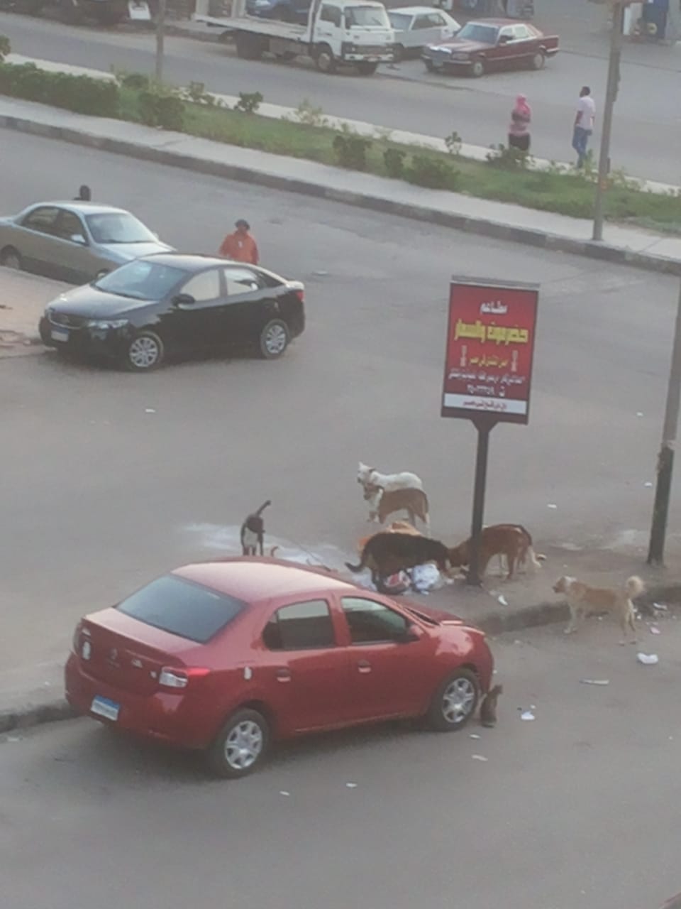 انتشار الكلاب الاضلة بمدينة نصر
