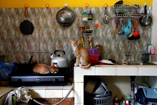 فى المطبخ وغرفة النوم.. القطط فى كل مكان