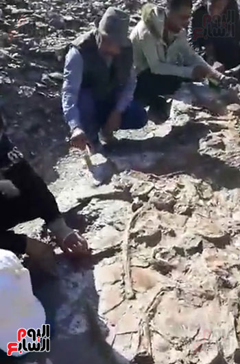 اكتشاف حفرية لزاحف بحرى عملاق من عصر الديناصورات بالوادى الجديد (5)