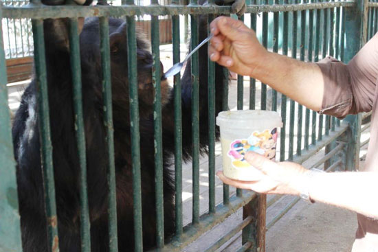 الشمبانزى يتناول البليلة للتدفئة (4)