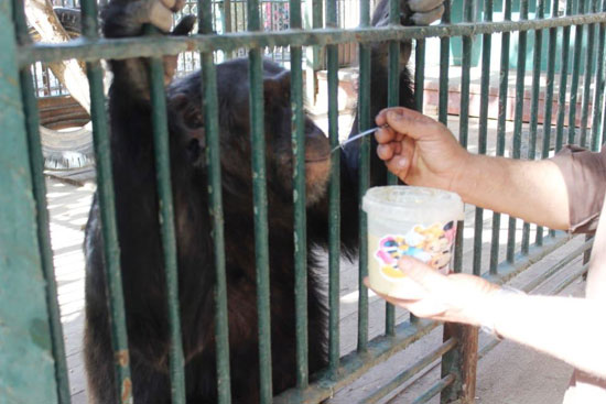 الشمبانزى يتناول البليلة للتدفئة (8)