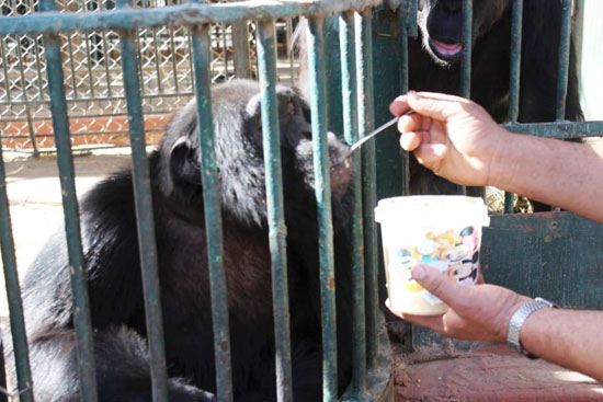 الشمبانزى يتناول البليلة للتدفئة (3)