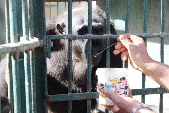 الشمبانزى يتناول البليلة للتدفئة (2)