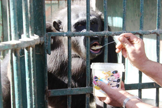 الشمبانزى يتناول البليلة للتدفئة (5)