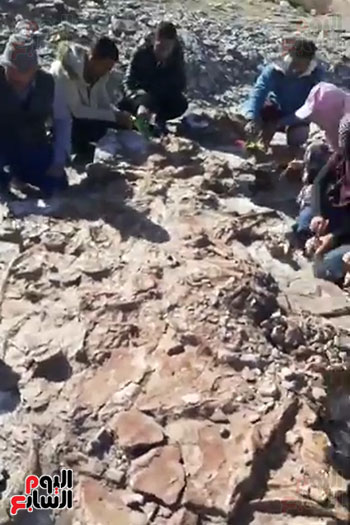 اكتشاف حفرية لزاحف بحرى عملاق من عصر الديناصورات بالوادى الجديد (6)