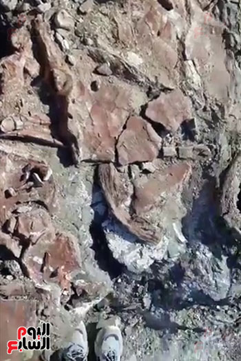 اكتشاف حفرية لزاحف بحرى عملاق من عصر الديناصورات بالوادى الجديد (1)