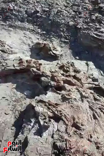اكتشاف حفرية لزاحف بحرى عملاق من عصر الديناصورات بالوادى الجديد (4)