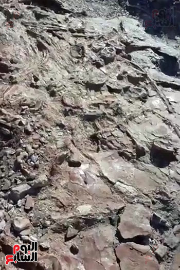 اكتشاف حفرية لزاحف بحرى عملاق من عصر الديناصورات بالوادى الجديد (2)