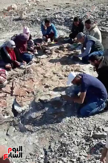 اكتشاف حفرية لزاحف بحرى عملاق من عصر الديناصورات بالوادى الجديد (7)