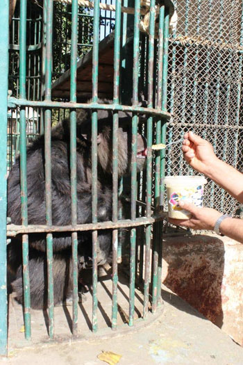 الشمبانزى يتناول البليلة للتدفئة (1)