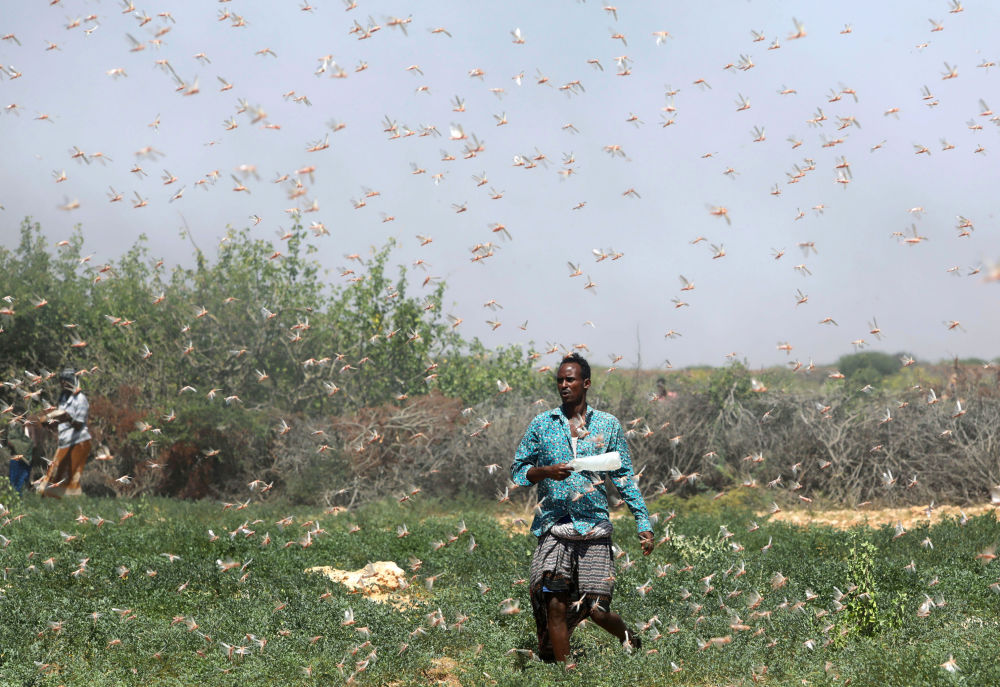 مزارع صومالى أثناء غزو الجراد بالقرب من بلدة دوسمارب