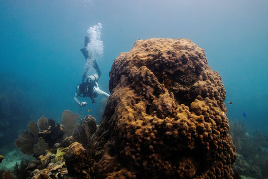 حقن الشعاب المرجانية