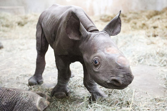 وحيد القرن يقف وحده
