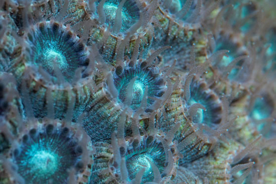 أنسجة الشعاب المرجانية