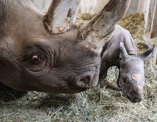 مولود وحيد القرن مع امه