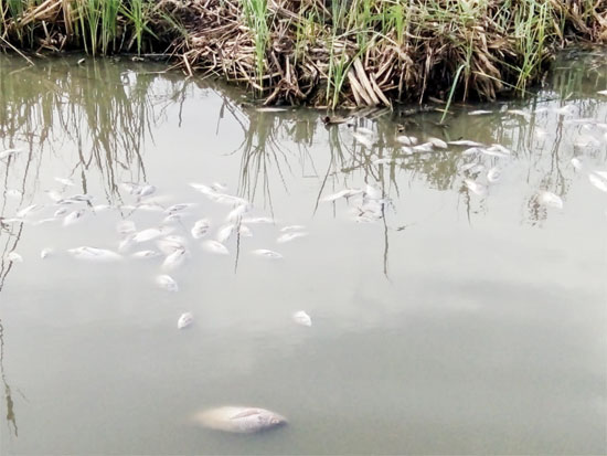 خطورة مياه بحيرة إدكو على الأسماك بسبب الصرف الصحى والصناعى (2)