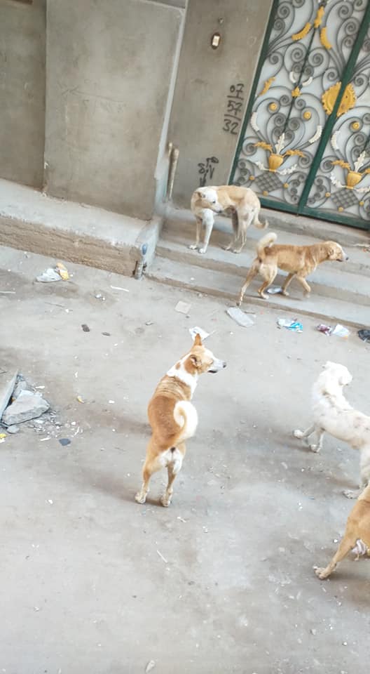 الكلاب منتشرة بشكل مخيف بمدينة ابوكبير