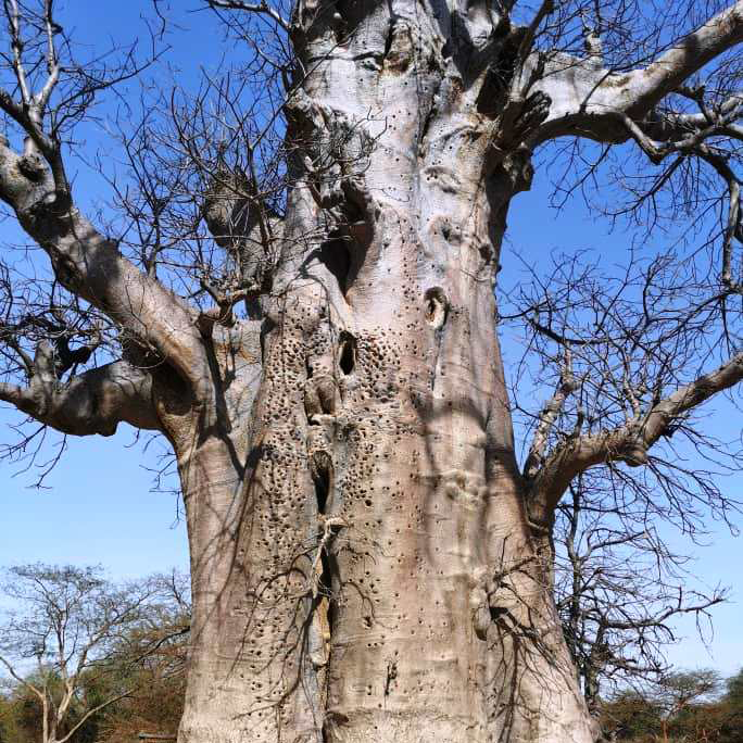 شجرة الباوباب الضخمة