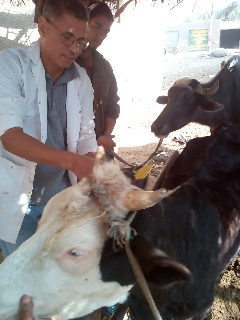 تحصين أكثر من مليون رأس ماشية ضد مرض الحمى القلاعية (1)