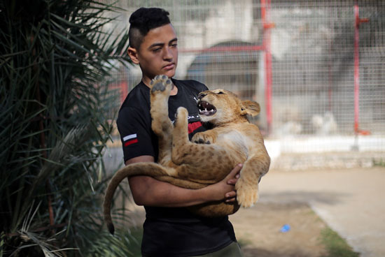 شاب-فلسطينى-يحمل-شبل-الاسد