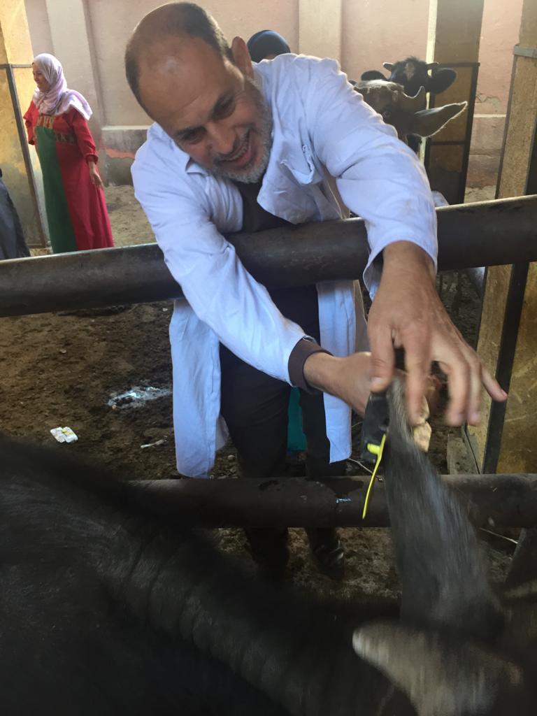 تحصين أكثر من مليون رأس ماشية ضد مرض الحمى القلاعية (3)