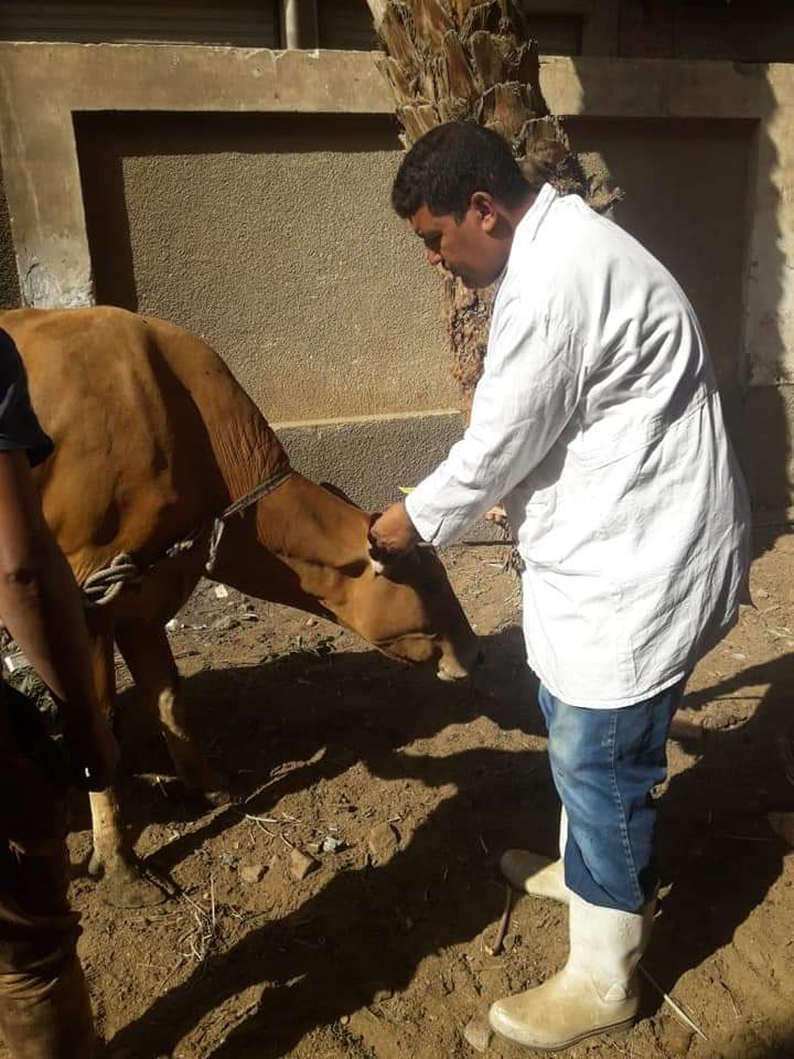 تحصين أكثر من مليون رأس ماشية ضد مرض الحمى القلاعية (5)