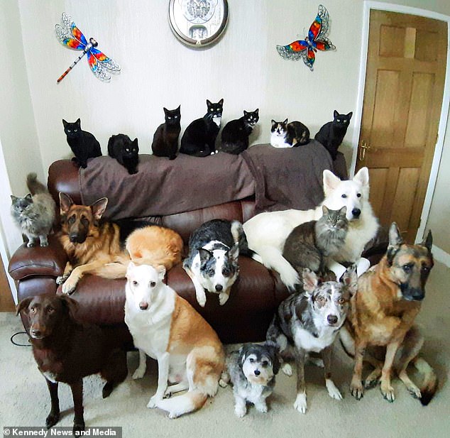 صورة جماعية لـ17 كلب وقطة