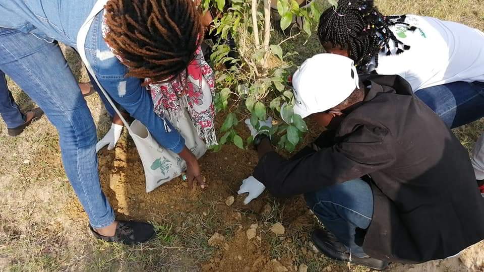 متطوعو الاتحاد الافريقى يزرعون 100 شجرة بمنتدى 15 مايو (2)
