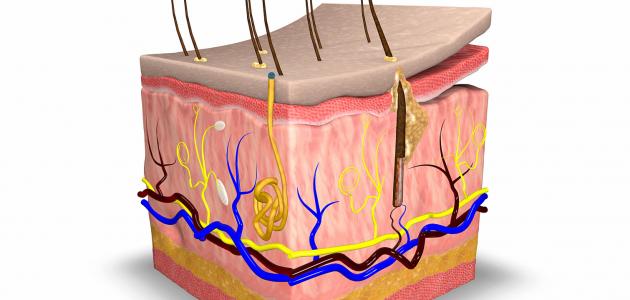 ما هو الجلد