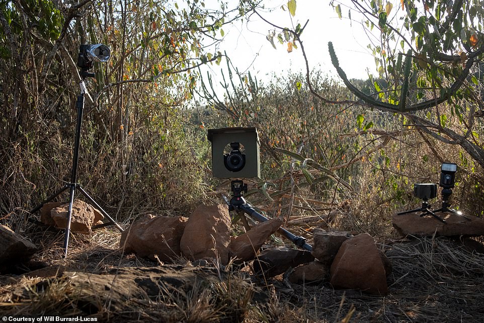 تجهيز الكاميرات من اجل تصوير النمر الأسود