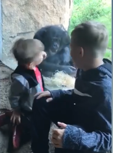 الشامبانزى يلعب مع الاطفال