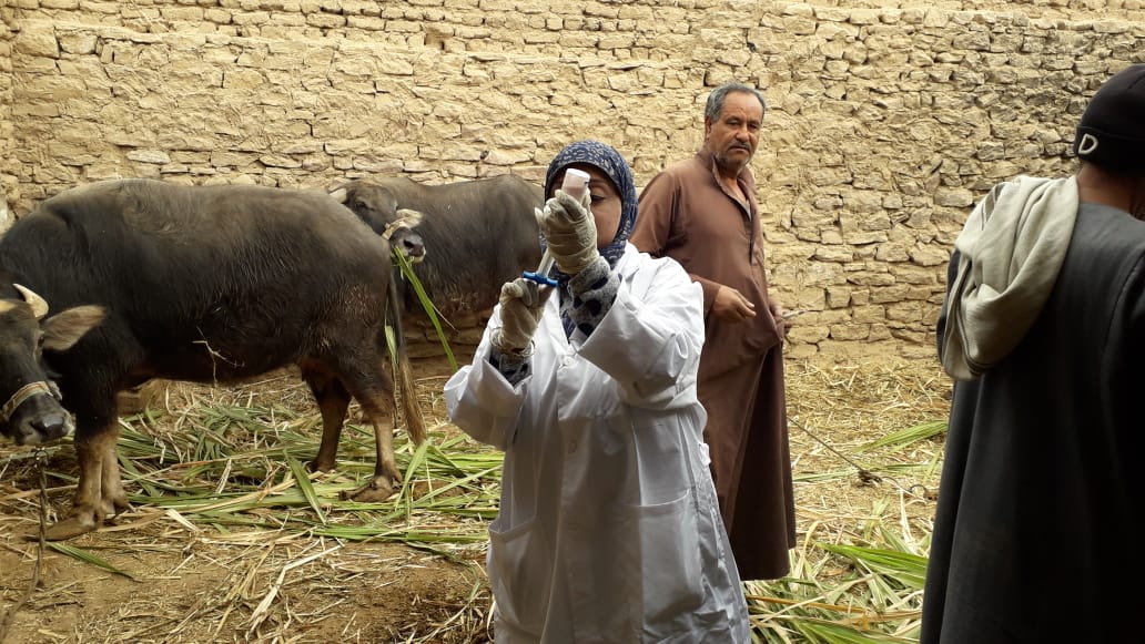 تحصين الماشية  ضد مرض الحمى القلاعية  (9)
