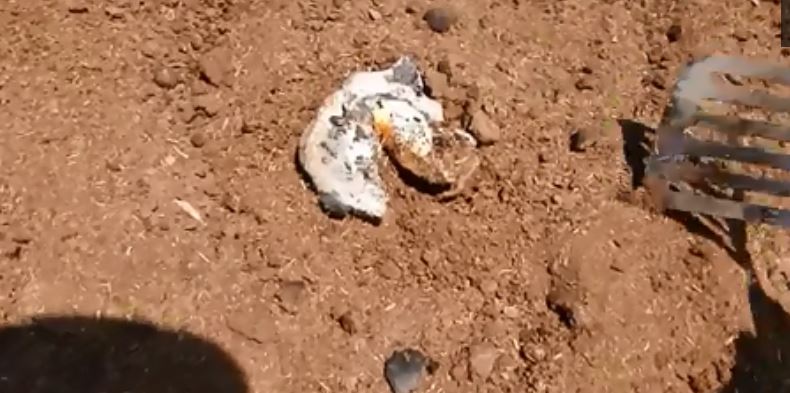 مزارعون يطهون البيض على الأرض بعد ارتفاع درجات الحرارة (5)