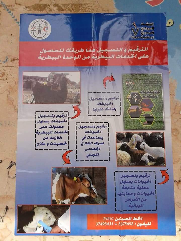 تحصين الماشية  ضد مرض الحمى القلاعية  (4)