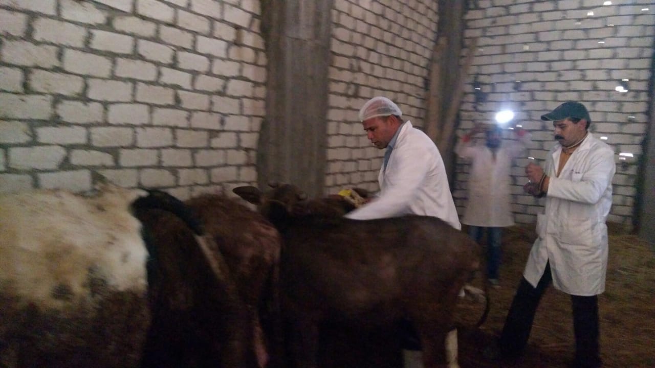 تحصين الماشية  ضد مرض الحمى القلاعية  (1)