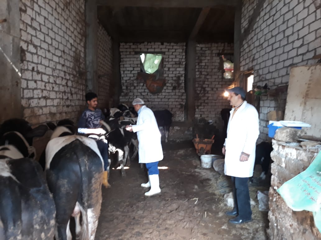 تحصين الماشية  ضد مرض الحمى القلاعية  (5)