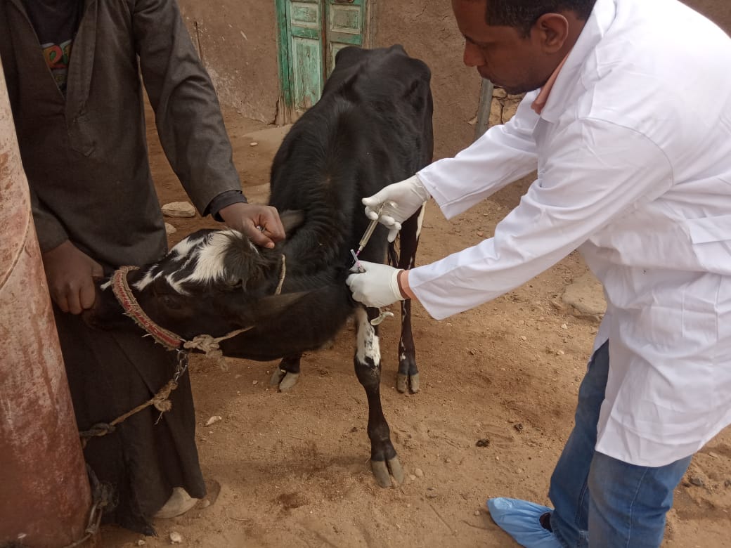 تحصين الماشية  ضد مرض الحمى القلاعية  (7)