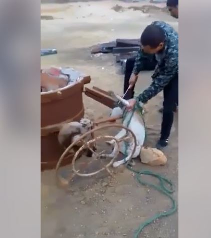 عمال صينيون يذبحون الكلاب لأكلها بحلوان .. فيديو وصور  (2)