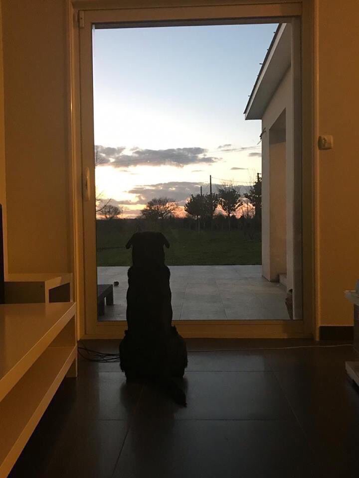 كلب سالا كان ينتظر عودته