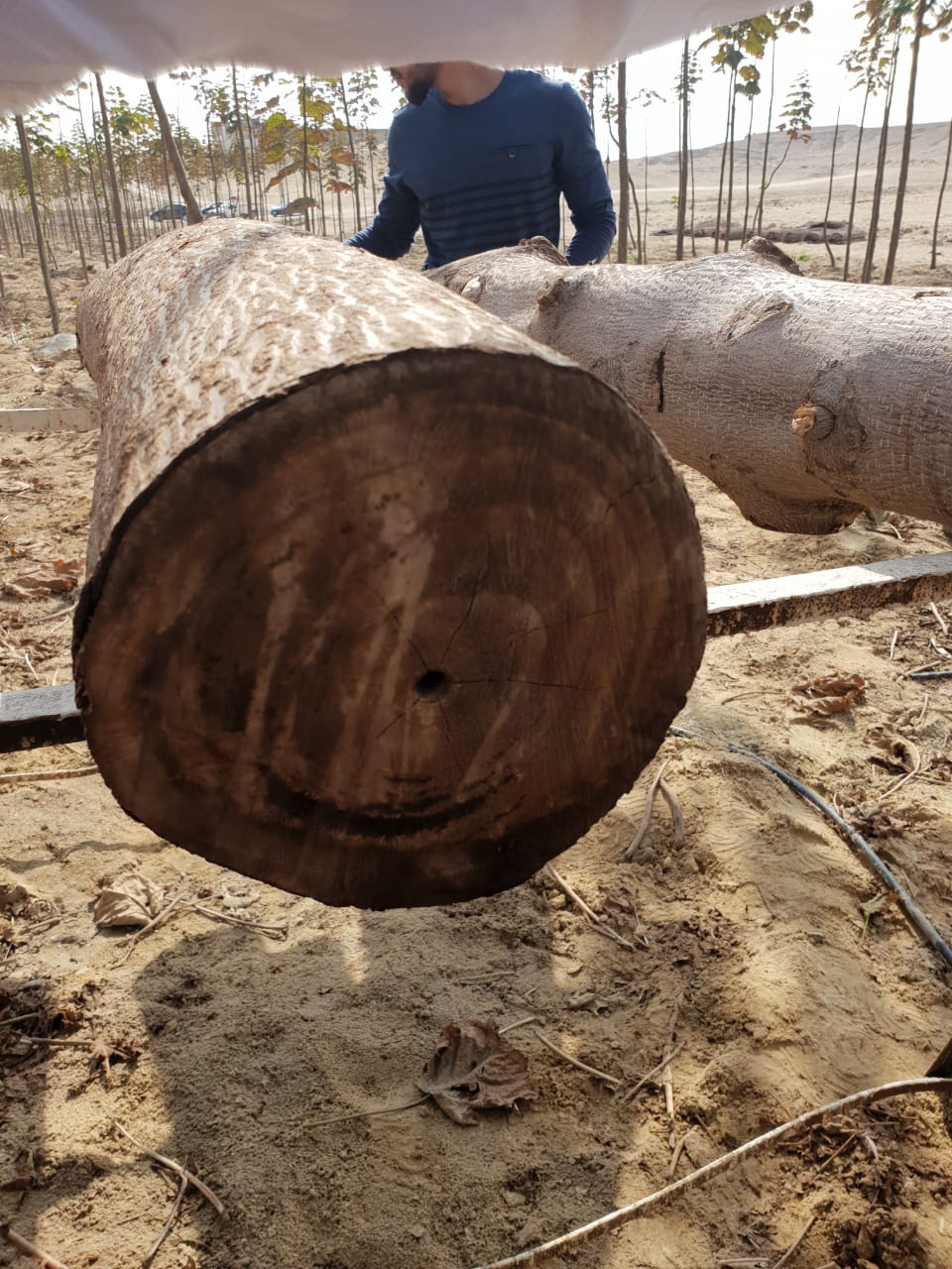 جزع الشجرة ويصلح فى صناعة الخشب