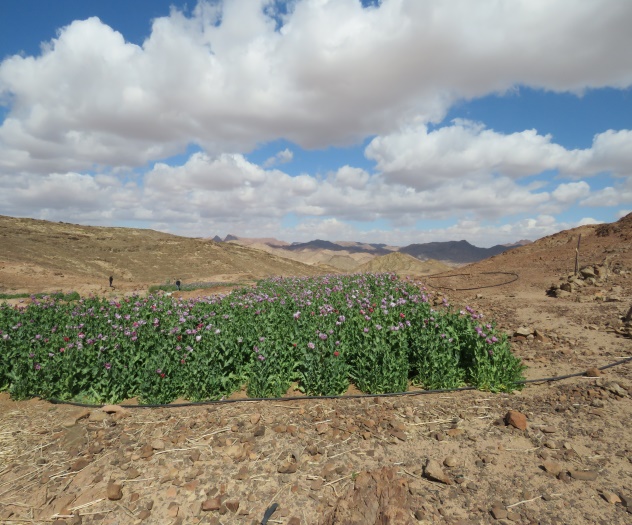 المضبوطات (1)