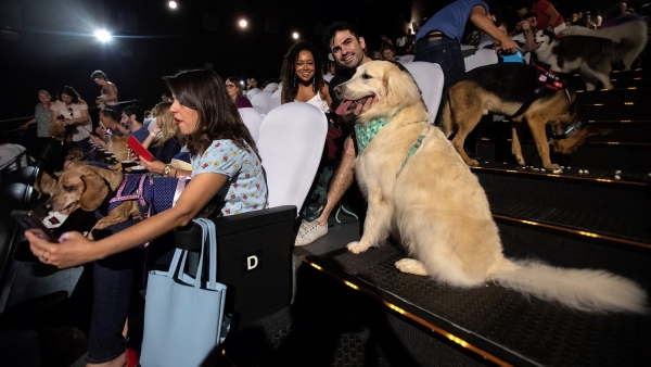 صورة لحضور الكلاب فى صالة السينما