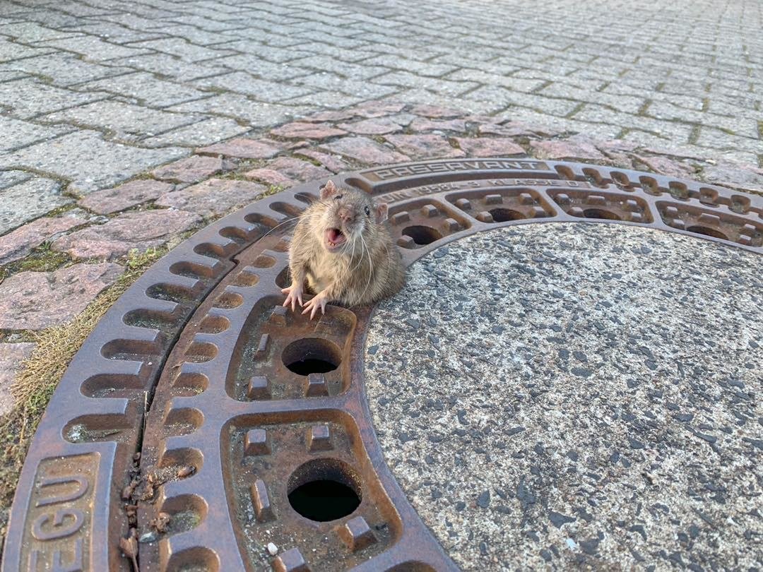 الفأر العالق 