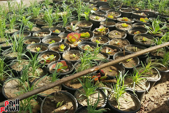 أكبر مجمع لنباتات البحوث الزراعية بجامعة الأزهر (4)