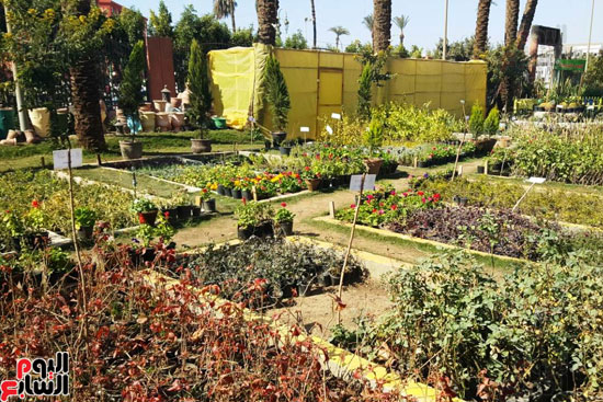 أكبر مجمع لنباتات البحوث الزراعية بجامعة الأزهر (6)