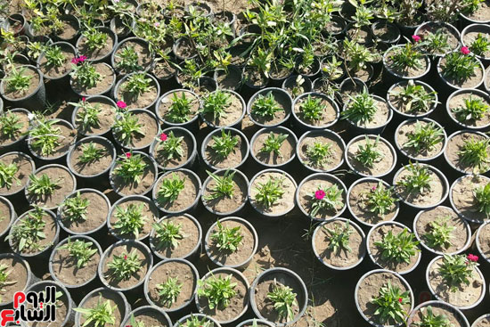 أكبر مجمع لنباتات البحوث الزراعية بجامعة الأزهر (7)