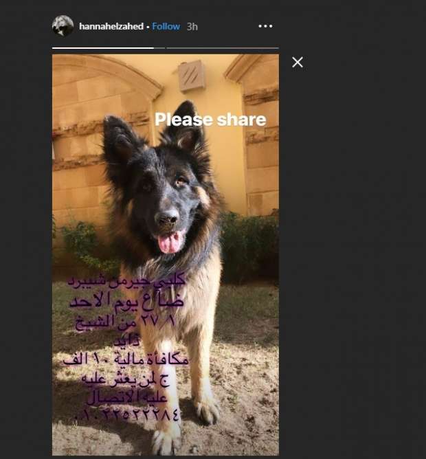بوست هنا الزاهد