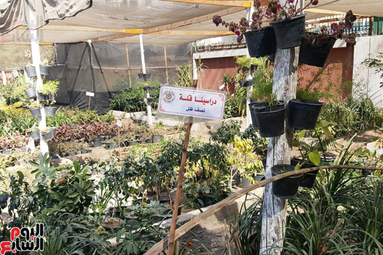 أكبر مجمع لنباتات البحوث الزراعية بجامعة الأزهر (8)